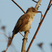 Clamorous Reed-Warbler